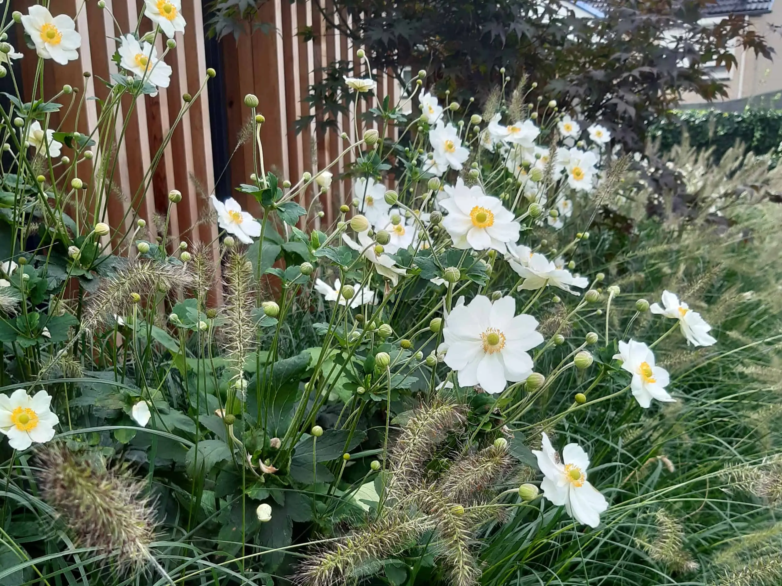 beplantingsplan5_aangepast1